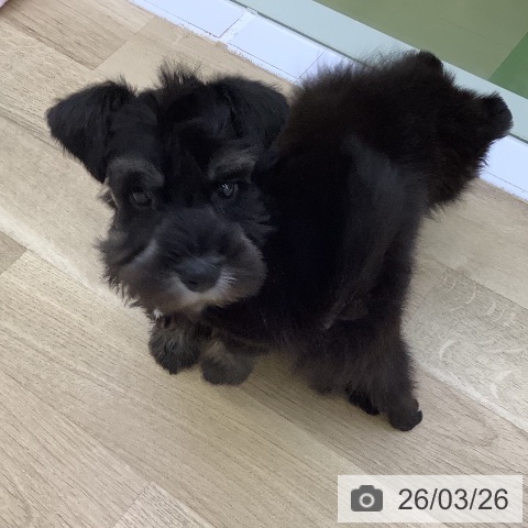 ミニチュア・シュナウザーの写真