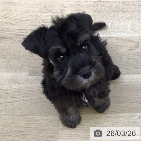 ミニチュア・シュナウザーの写真