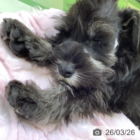 ミニチュア・シュナウザーの写真