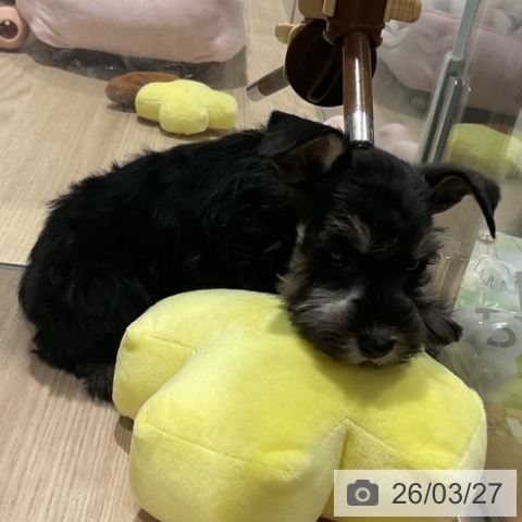 ミニチュア・シュナウザーの写真