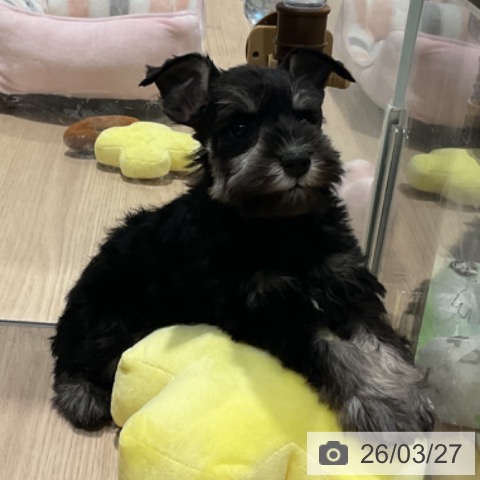 ミニチュア・シュナウザーの写真