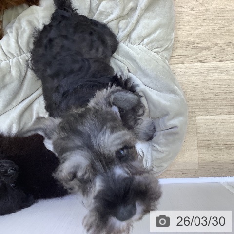 山梨県のミニチュアシュナウザー (ペットプラス 甲府昭和店/2026年1月22日生まれ/男の子/ソルトペッパー)の子犬の4枚目の画像