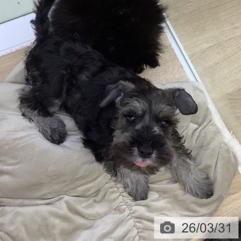 山梨県のミニチュアシュナウザー (ペットプラス 甲府昭和店/2026年1月22日生まれ/男の子/ソルトペッパー)の子犬の3枚目の画像