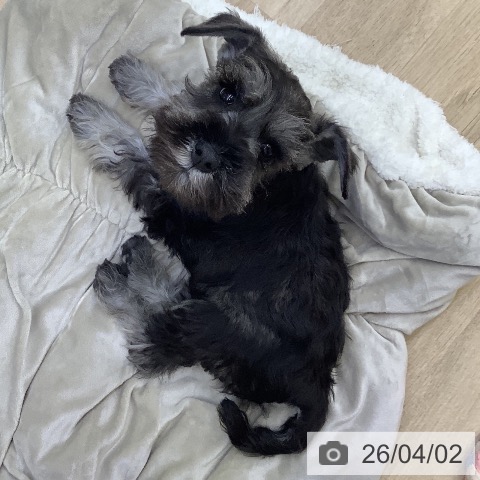 山梨県のミニチュアシュナウザー (ペットプラス 甲府昭和店/2026年1月22日生まれ/男の子/ソルトペッパー)の子犬の4枚目の画像