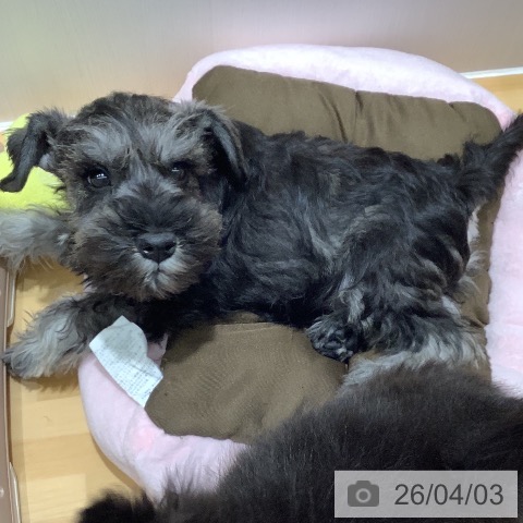 山梨県のミニチュアシュナウザー (ペットプラス 甲府昭和店/2026年1月22日生まれ/男の子/ソルトペッパー)の子犬の3枚目の画像