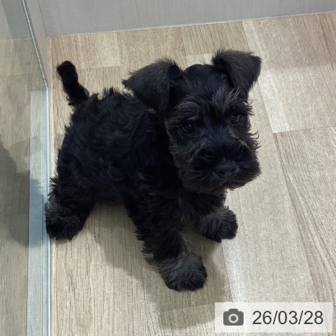 宮城県のミニチュアシュナウザー (ペットプラス 名取店/2026年1月22日生まれ/男の子/ソルトペッパー)の子犬の3枚目の画像