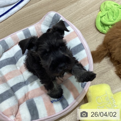 ミニチュア・シュナウザーの写真