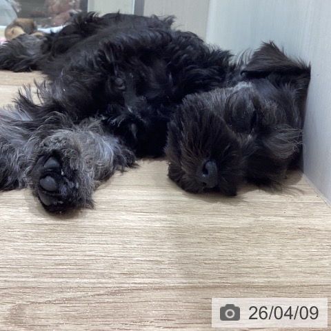 宮城県のミニチュアシュナウザー (ペットプラス 名取店/2026年1月22日生まれ/男の子/ソルトペッパー)の子犬の3枚目の画像