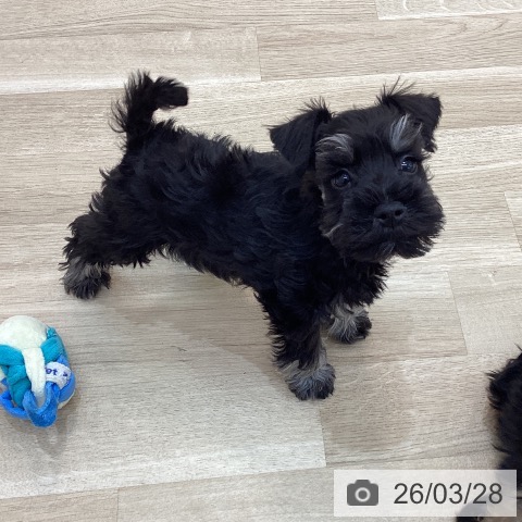 ミニチュア・シュナウザーの写真