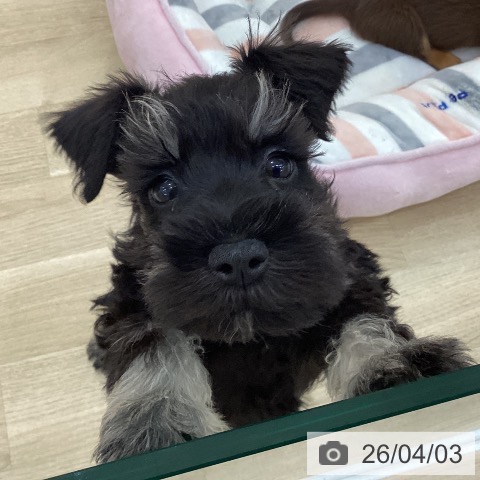 群馬県のミニチュアシュナウザー (ペットプラス 前橋店/2026年1月22日生まれ/男の子/ブラックシルバー)の子犬の4枚目の画像