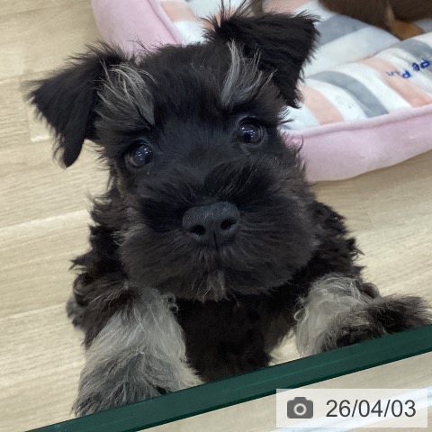 群馬県のミニチュアシュナウザー (ペットプラス 前橋店/2026年1月22日生まれ/男の子/ブラックシルバー)の子犬の3枚目の画像