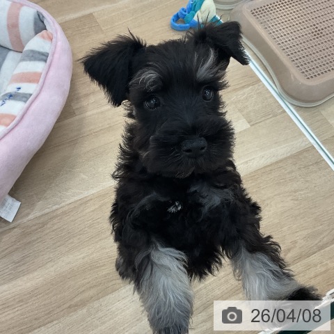 群馬県のミニチュアシュナウザー (ペットプラス 前橋店/2026年1月22日生まれ/男の子/ブラックシルバー)の子犬の4枚目の画像