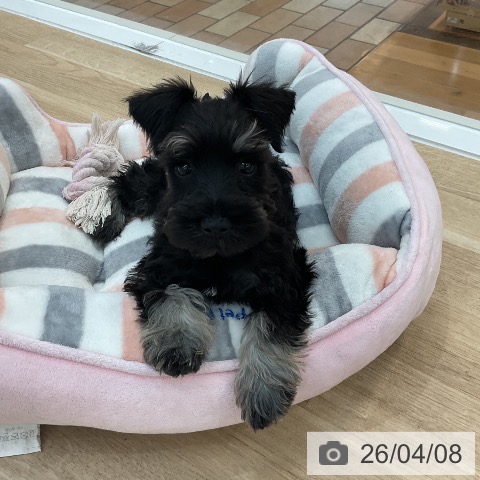 群馬県のミニチュアシュナウザー (ペットプラス 前橋店/2026年1月22日生まれ/男の子/ブラックシルバー)の子犬の3枚目の画像