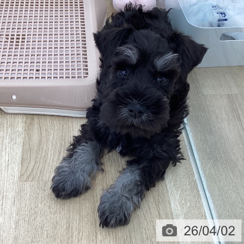 山梨県のミニチュアシュナウザー (ペットプラス 甲府国母店/2026年1月22日生まれ/男の子/ブラックシルバー)の子犬の3枚目の画像