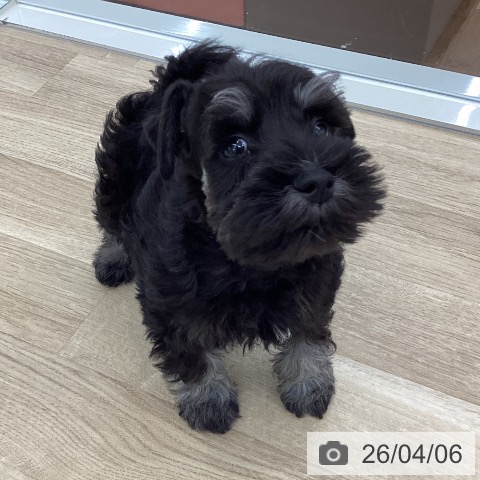 山梨県のミニチュアシュナウザー (ペットプラス 甲府国母店/2026年1月22日生まれ/男の子/ブラックシルバー)の子犬の4枚目の画像