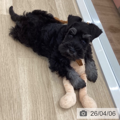 山梨県のミニチュアシュナウザー (ペットプラス 甲府国母店/2026年1月22日生まれ/男の子/ブラックシルバー)の子犬の3枚目の画像