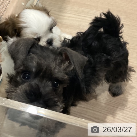 ミニチュア・シュナウザーの写真