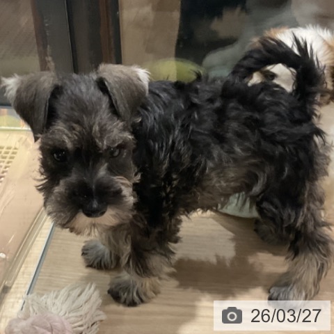 ミニチュア・シュナウザーの写真