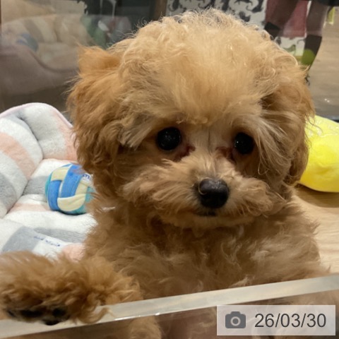 埼玉県のトイプードル(トイ) (ペットプラス コクーンシティ店/2026年1月12日生まれ/男の子/アプリコット)の子犬の3枚目の画像