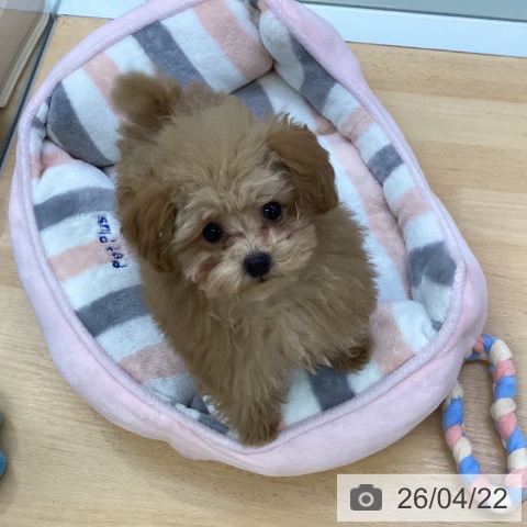 埼玉県のトイプードル(トイ) (ペットプラス 羽生店/2026年1月12日生まれ/男の子/アプリコット)の子犬の3枚目の画像