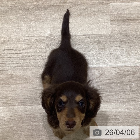 岩手県のカニンヘンダックスフンド(ロング) (ペットプラス 盛岡南店/2026年1月23日生まれ/男の子/チョコレートタン)の子犬の4枚目の画像