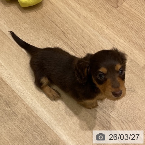 岩手県のカニンヘンダックスフンド(ロング) (ペットプラス 盛岡南店/2026年1月23日生まれ/男の子/チョコレートタン)の子犬の3枚目の画像