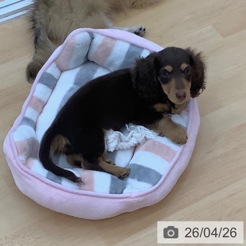 青森県のカニンヘンダックスフンド(ロング) (ペットプラス 青森浜田店/2026年1月23日生まれ/男の子/チョコレートタン)の子犬の4枚目の画像