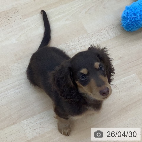 青森県のカニンヘンダックスフンド(ロング) (ペットプラス 青森浜田店/2026年1月23日生まれ/男の子/チョコレートタン)の子犬の3枚目の画像