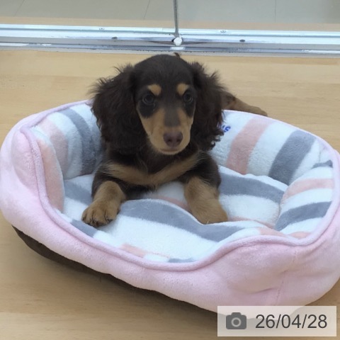 青森県のカニンヘンダックスフンド(ロング) (ペットプラス 青森浜田店/2026年1月23日生まれ/男の子/チョコレートタン)の子犬の4枚目の画像