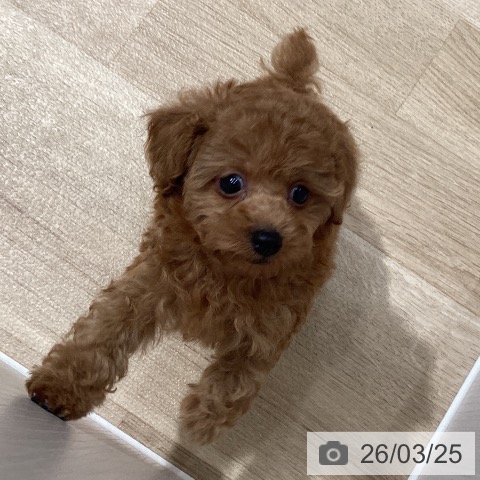 トイ・プードルの写真