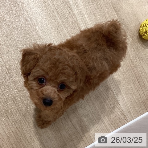 トイ・プードルの写真