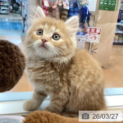 愛媛県のサイベリアン (ペットプラス 新居浜店/2026年1月16日生まれ/男の子/レッドタビー)の子猫の4枚目の画像