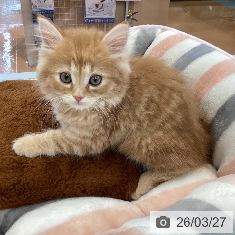 愛媛県のサイベリアン (ペットプラス 新居浜店/2026年1月16日生まれ/男の子/レッドタビー)の子猫の3枚目の画像