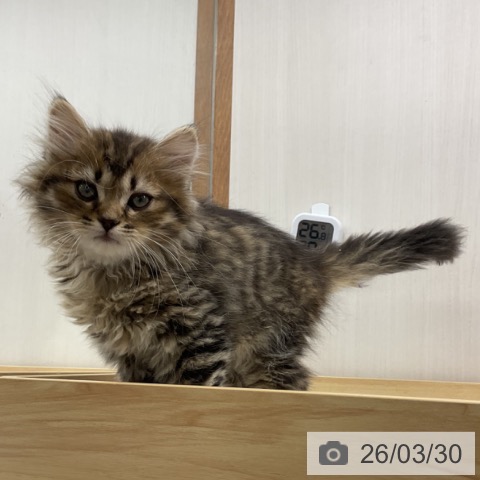 岩手県のサイベリアン (ペットプラス 盛岡南店/2026年1月16日生まれ/男の子/ブラウンタビー)の子猫の4枚目の画像