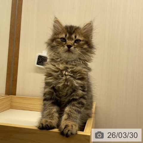 岩手県のサイベリアン (ペットプラス 盛岡南店/2026年1月16日生まれ/男の子/ブラウンタビー)の子猫の3枚目の画像