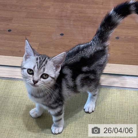 福島県のアメリカンショートヘアー (ペットプラス イオンタウン郡山店/2026年1月11日生まれ/女の子/シルバータビー)の子猫の4枚目の画像