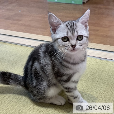 福島県のアメリカンショートヘアー (ペットプラス イオンタウン郡山店/2026年1月11日生まれ/女の子/シルバータビー)の子猫の3枚目の画像