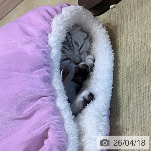 福島県のアメリカンショートヘアー (ペットプラス イオンタウン郡山店/2026年1月11日生まれ/女の子/シルバータビー)の子猫の3枚目の画像