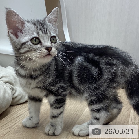 アメリカンショートヘアの写真