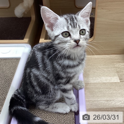 宮城県のアメリカンショートヘアー (ペットプラス 名取店/2026年1月11日生まれ/女の子/シルバータビー)の子猫の4枚目の画像