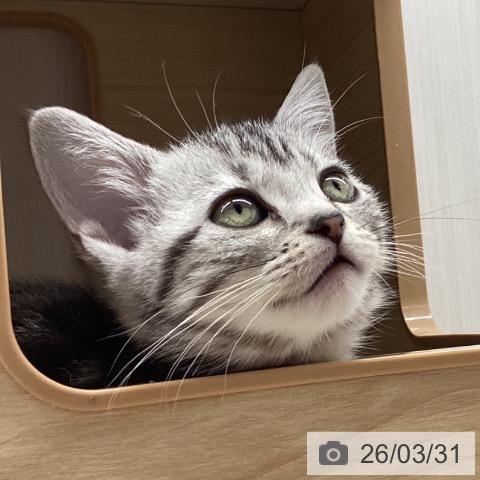 宮城県のアメリカンショートヘアー (ペットプラス 名取店/2026年1月11日生まれ/女の子/シルバータビー)の子猫の3枚目の画像