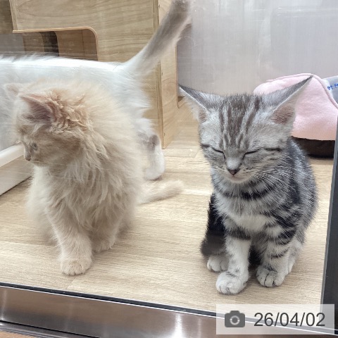 宮城県のアメリカンショートヘアー (ペットプラス 名取店/2026年1月11日生まれ/女の子/シルバータビー)の子猫の4枚目の画像