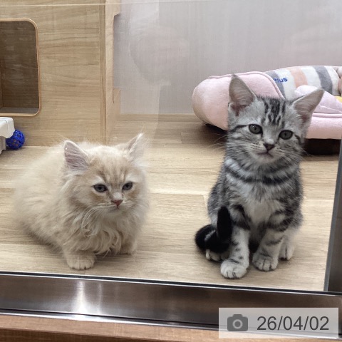 宮城県のアメリカンショートヘアー (ペットプラス 名取店/2026年1月11日生まれ/女の子/シルバータビー)の子猫の3枚目の画像