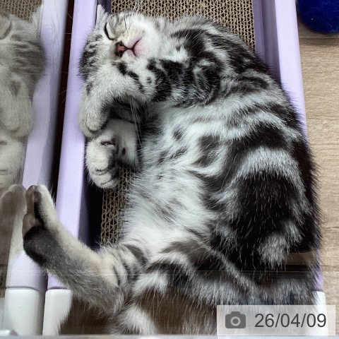 宮城県のアメリカンショートヘアー (ペットプラス 名取店/2026年1月11日生まれ/女の子/シルバータビー)の子猫の4枚目の画像