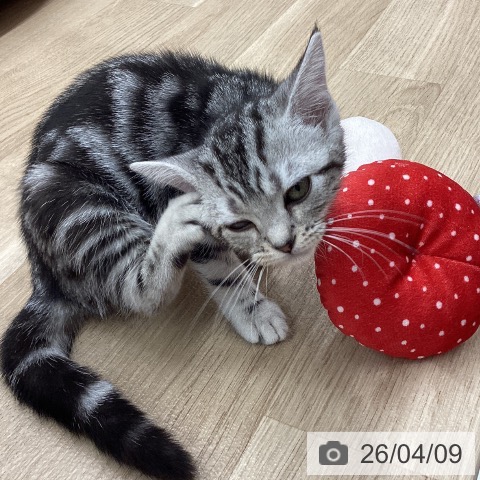 宮城県のアメリカンショートヘアー (ペットプラス 名取店/2026年1月11日生まれ/女の子/シルバータビー)の子猫の3枚目の画像