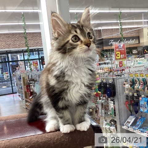 神奈川県のメインクーン (ペットプラス 相模原並木店/2026年1月18日生まれ/男の子/ブラウンタビーホワイト)の子猫の4枚目の画像