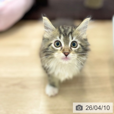 神奈川県のメインクーン (ペットプラス 相模原並木店/2026年1月18日生まれ/男の子/ブラウンタビーホワイト)の子猫の3枚目の画像