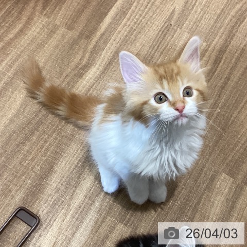 鳥取県のメインクーン (ペッツワン 日吉津店/2026年1月18日生まれ/男の子/レッドタビーホワイト)の子猫の3枚目の画像