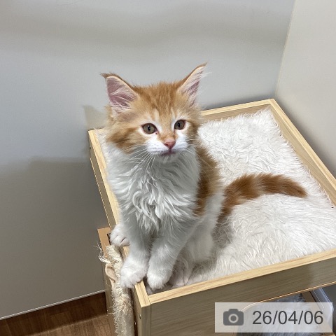 鳥取県のメインクーン (ペッツワン 日吉津店/2026年1月18日生まれ/男の子/レッドタビーホワイト)の子猫の4枚目の画像