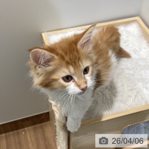 鳥取県のメインクーン (ペッツワン 日吉津店/2026年1月18日生まれ/男の子/レッドタビーホワイト)の子猫の3枚目の画像